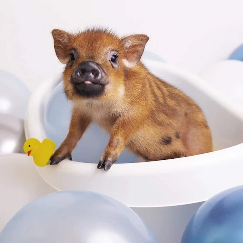 マイクロブタさんとバスタイム