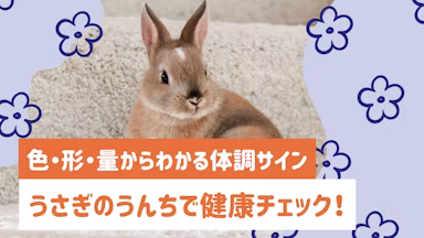 うさぎのうんちで健康チェック！色・形・量からわかる体調サインと対処法のサムネイル画像