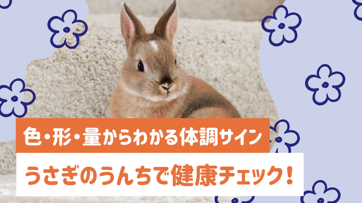 うさぎのうんちで健康チェック！色・形・量からわかる体調サインと対処法
