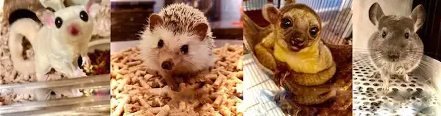 フクロモモンガ（しらたま）、ハリネズミ（ミミ）、きんかじゅー（キンタ）、チンチラ（シナモン）