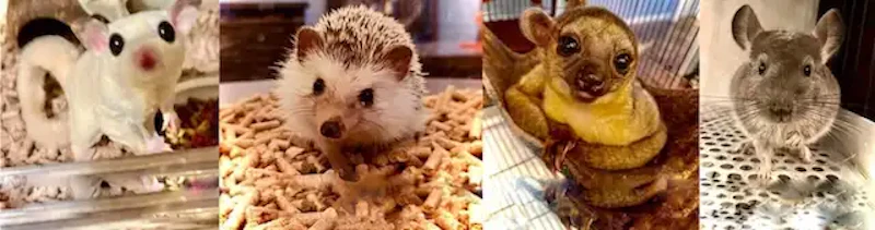 フクロモモンガ（しらたま）、ハリネズミ（ミミ）、きんかじゅー（キンタ）、チンチラ（シナモン）