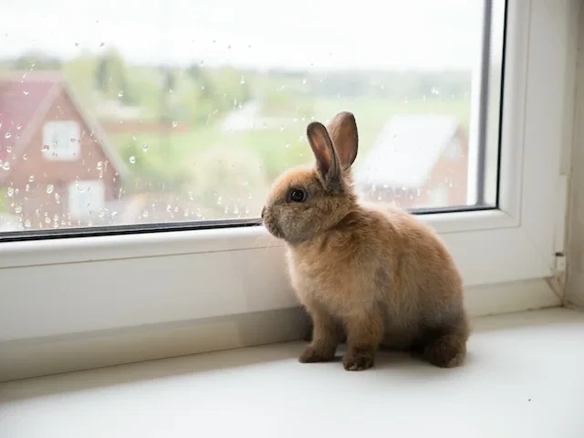 窓の外を見るうさぎ