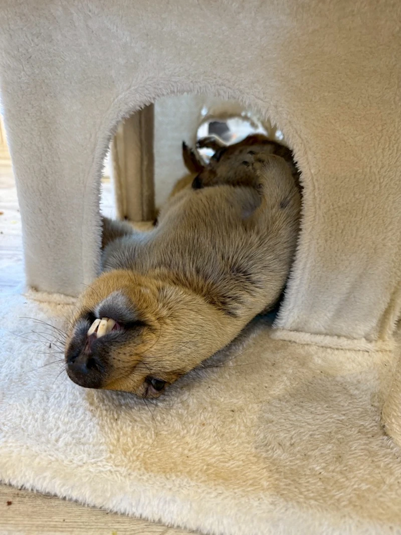 寝ているマーモット