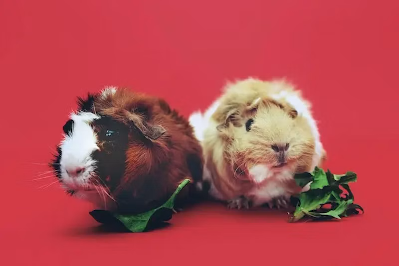２匹のモルモット