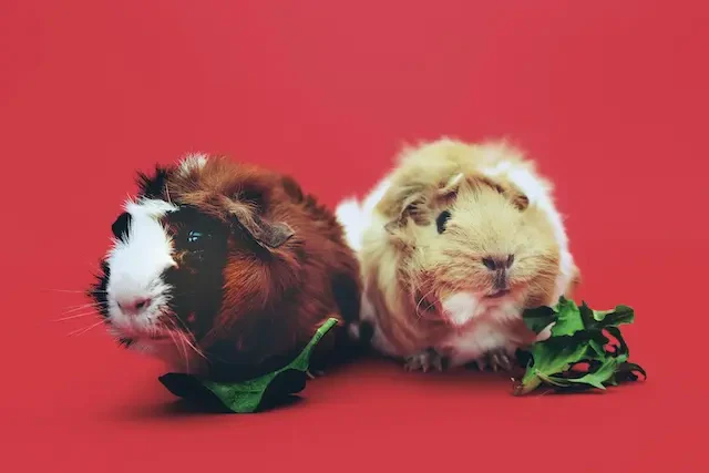 2匹のモルモット