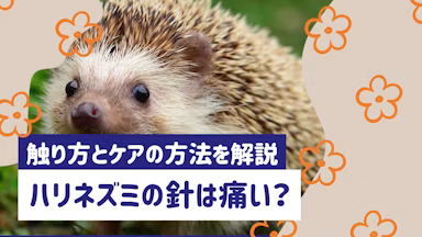 ハリネズミの針は痛い？触り方と抜ける原因、ケアの方法を解説のサムネイル画像