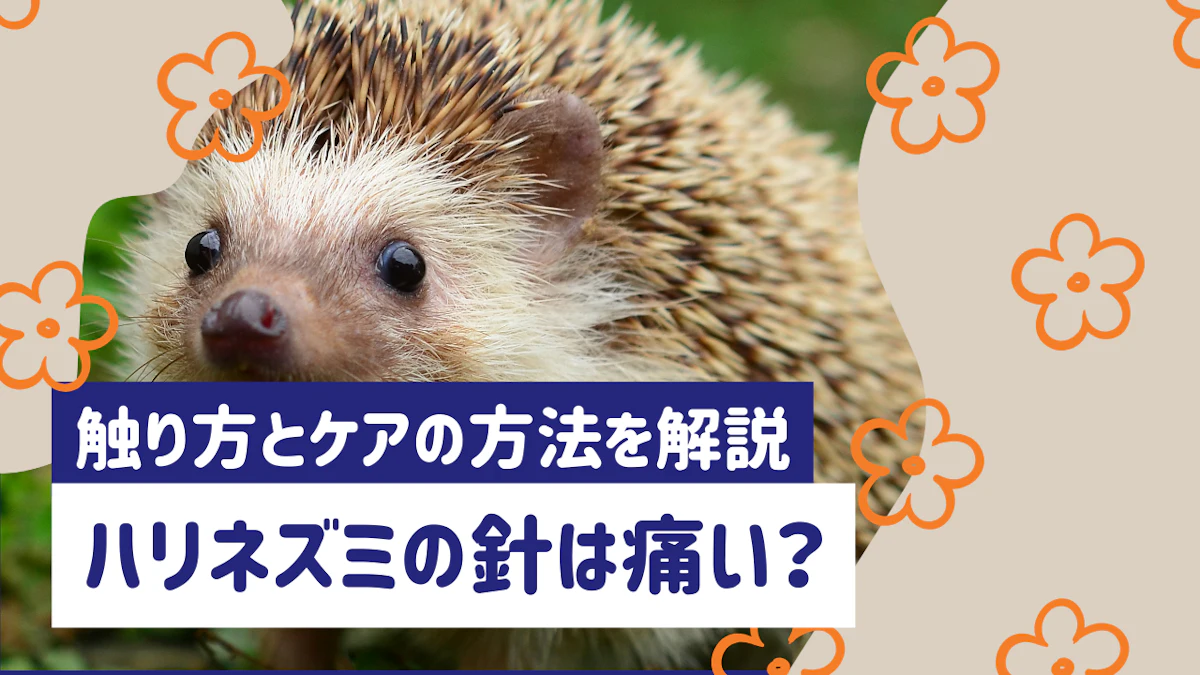 ハリネズミの針は痛い？触り方と抜ける原因、ケアの方法を解説
