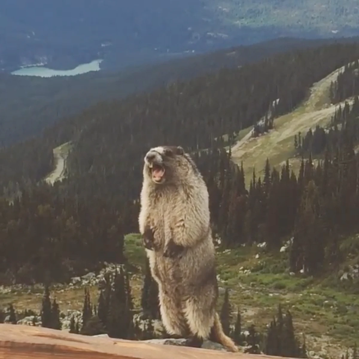 叫ぶマーモットの元ネタは？ネットミームとなった絶叫動画と本当の鳴き声を解説のサムネイル画像