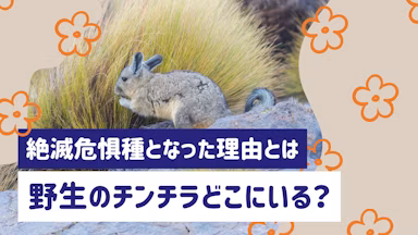 野生のチンチラはどこにいる？絶滅危惧種になった理由と生態をわかりやすく解説のサムネイル画像