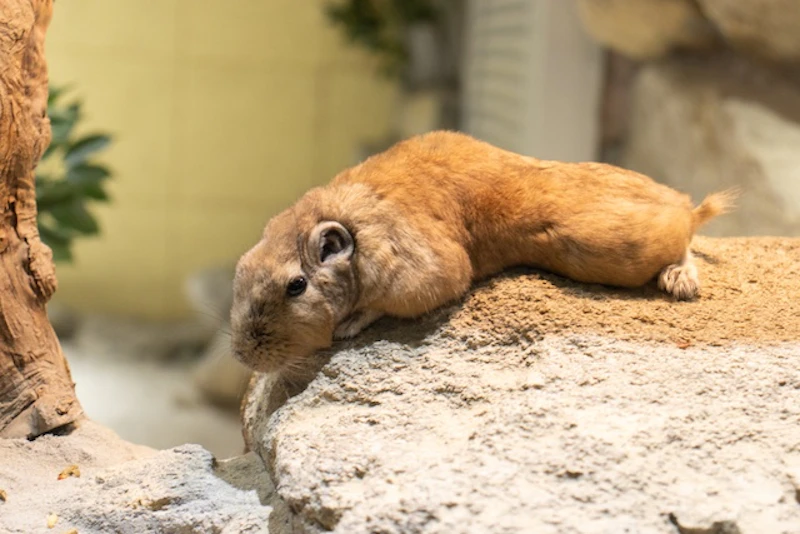 特徴的な耳の形に注目