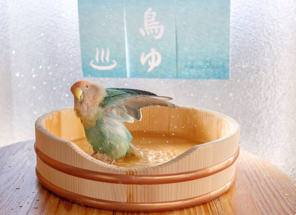 天然木でできた鳥の水浴び桶「水浴びOK」第4弾、7月3日よりクラウドファンディング開始