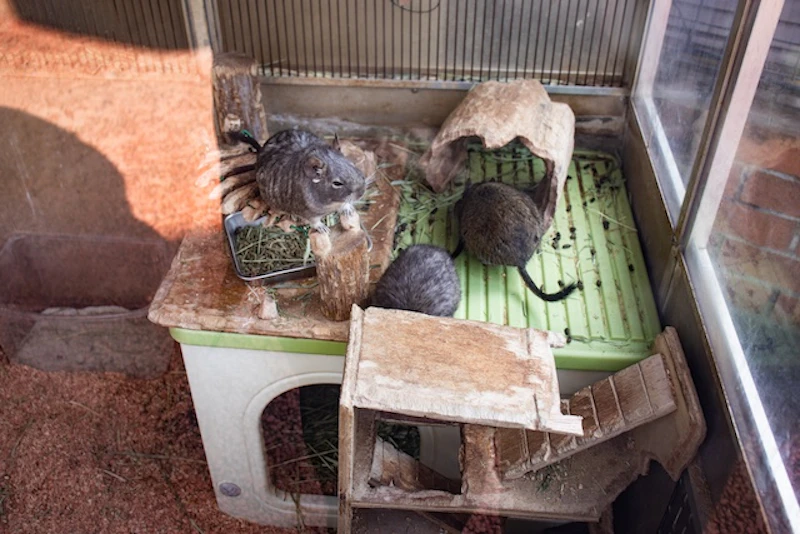 飼育されているデグーたち
