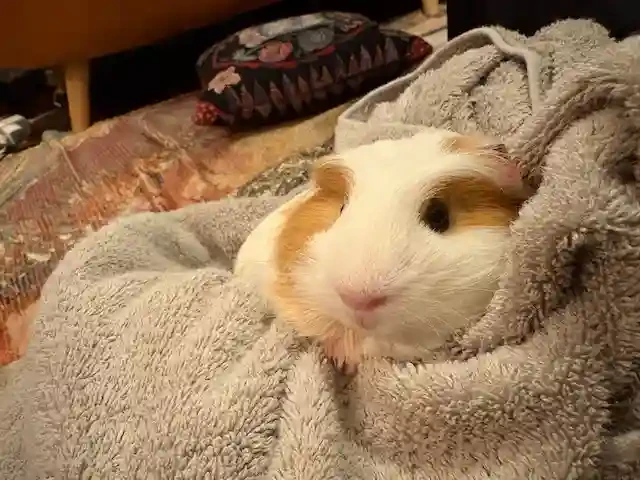 モルモットのてんちゃん