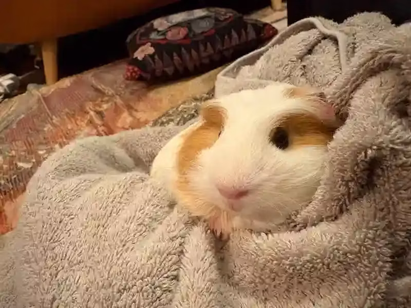 タオルにくるまるモルモット