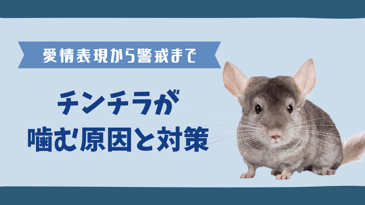 チンチラが噛む原因と対策｜愛情表現から警戒まで理解しよう