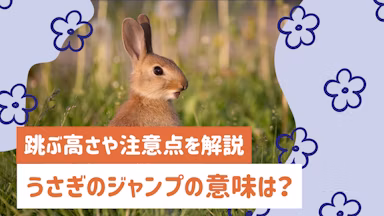 うさぎのジャンプは喜びのサイン?意味や跳ぶ高さ、注意点を解説のサムネイル画像