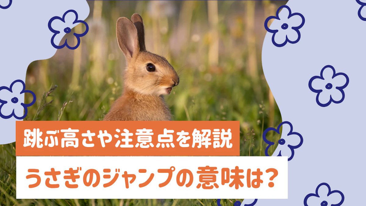 うさぎのジャンプは喜びのサイン？意味や跳ぶ高さ、注意点を解説