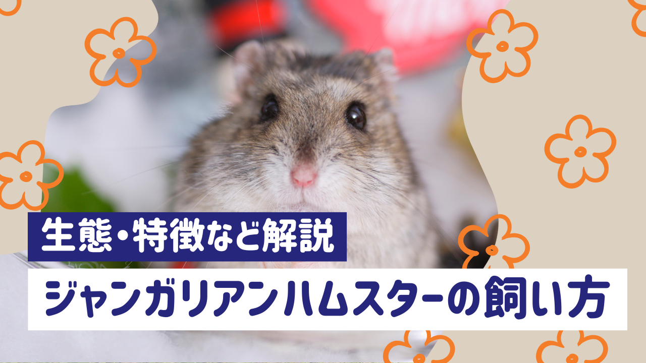 ジャンガリアンハムスターの飼い方完全ガイド｜特徴・性格・寿命まで徹底解説