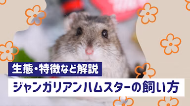ジャンガリアンハムスターの飼い方完全ガイド|特徴・性格・寿命まで徹底解説のサムネイル画像