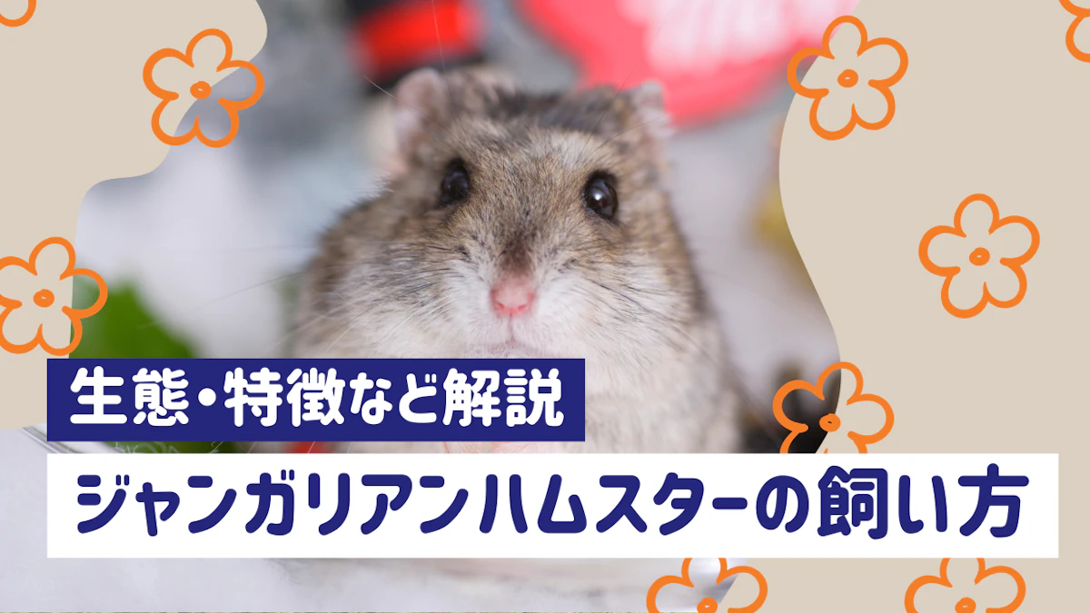 ジャンガリアンハムスターの飼い方完全ガイド｜特徴・性格・寿命まで徹底解説のサムネイル画像