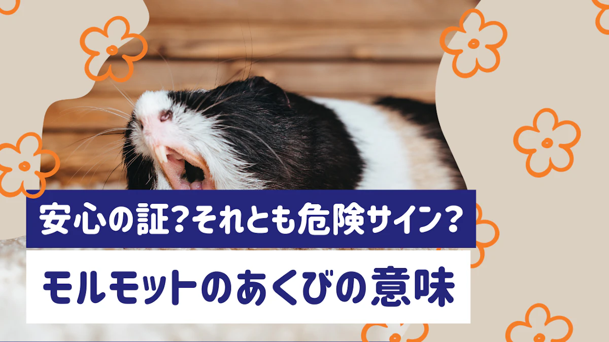 モルモットのあくびは安心の証？それとも危険サイン？正しい見分け方を解説