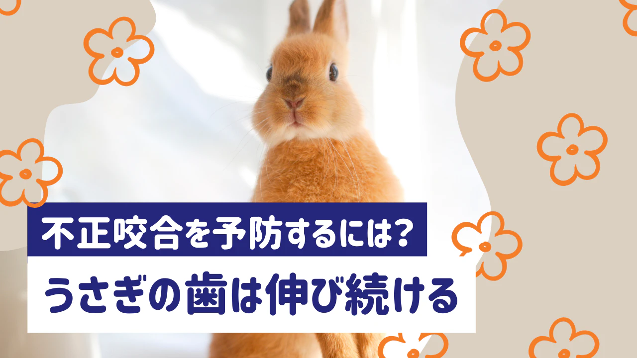 うさぎの歯は一生伸び続ける。不正咬合の原因と症状、予防法を解説のサムネイル画像