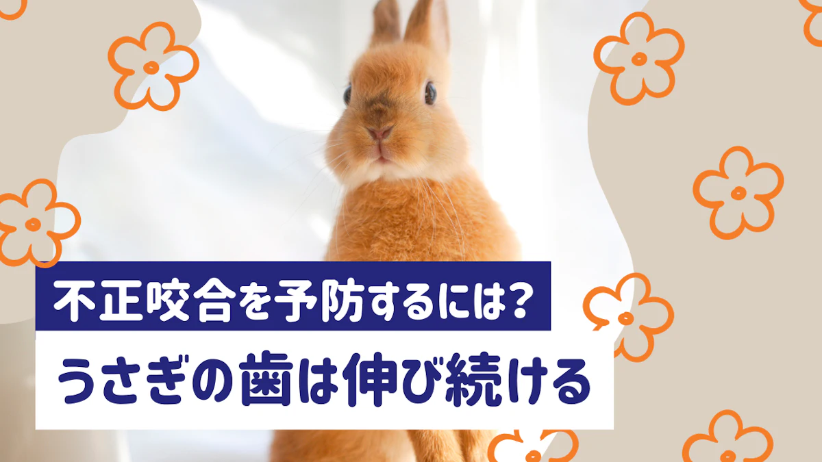 うさぎの歯は一生伸び続ける。不正咬合の原因と症状、予防法を解説
