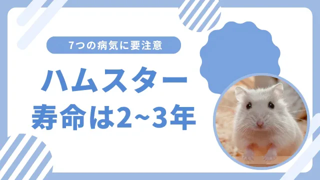 ハムスターの平均寿命と老化のサインは？命を蝕む7つの病気に注意のサムネイル画像
