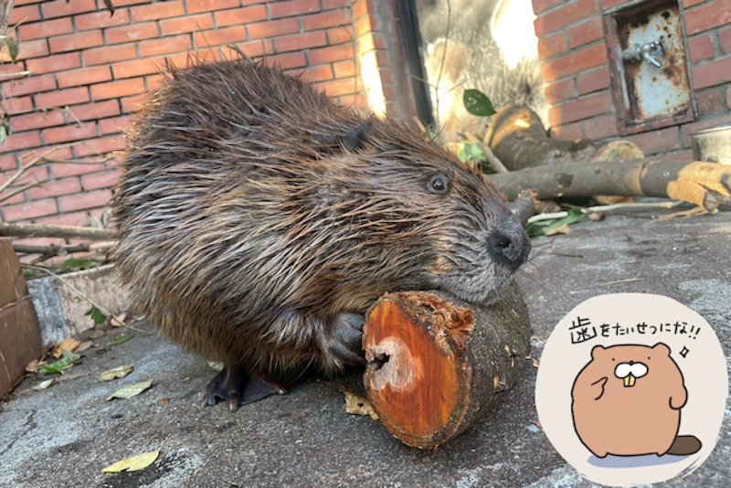 木を削るビーバーのチャル