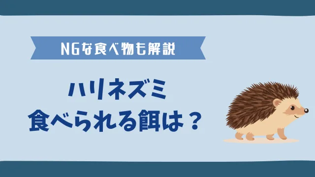 ハリネズミの食べ物を徹底解説。専用フードから副食までのサムネイル画像