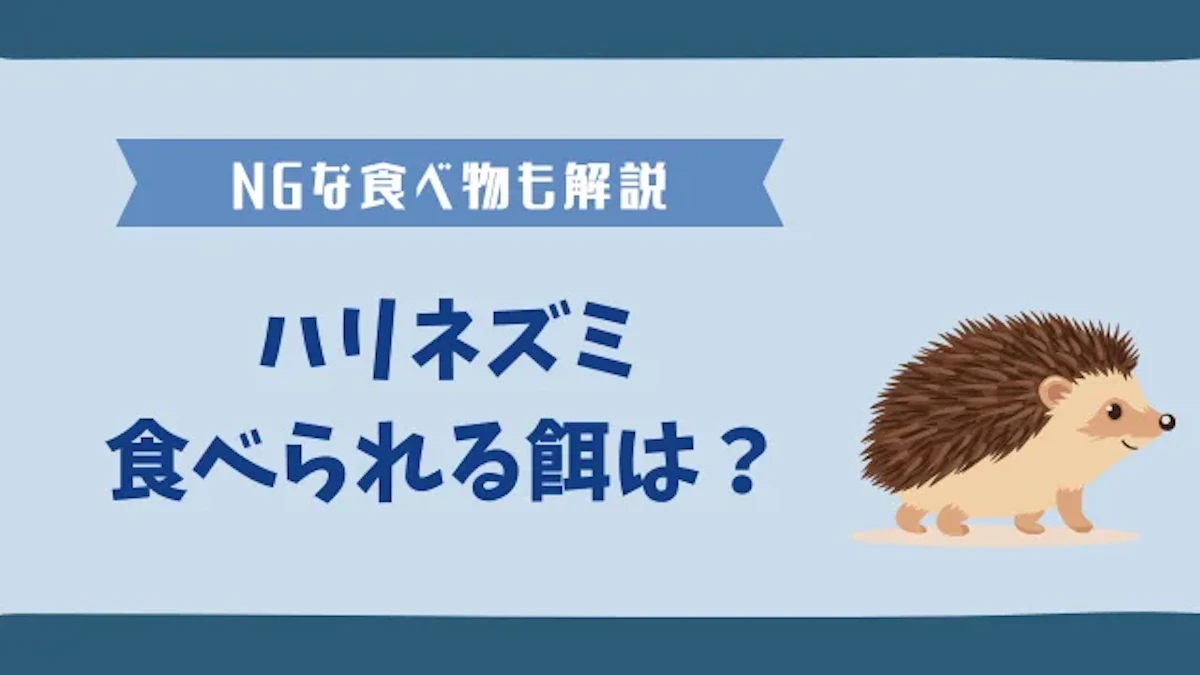 ハリネズミに最適な餌とは？専用フードから副食まで安全な食べ物を解説のサムネイル画像