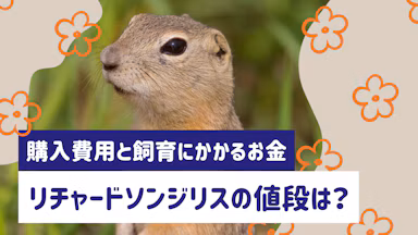 リチャードソンジリスの値段は?購入費用と飼育にかかるお金を解説のサムネイル画像