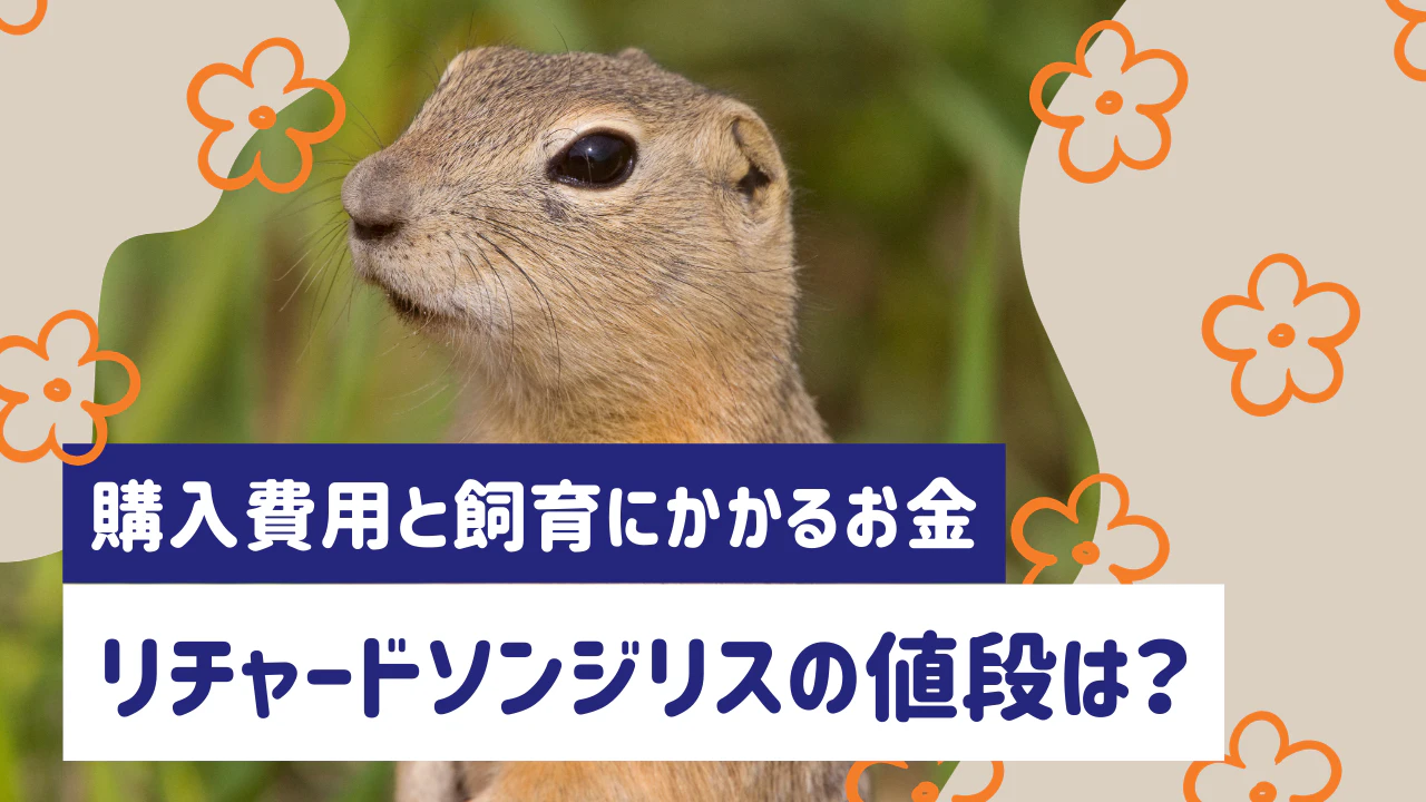 リチャードソンジリスの値段は？購入費用と飼育にかかるお金を解説｜Minima