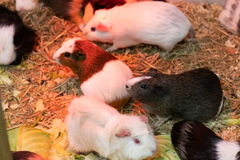 妊娠中で別室で過ごすモルモットたち