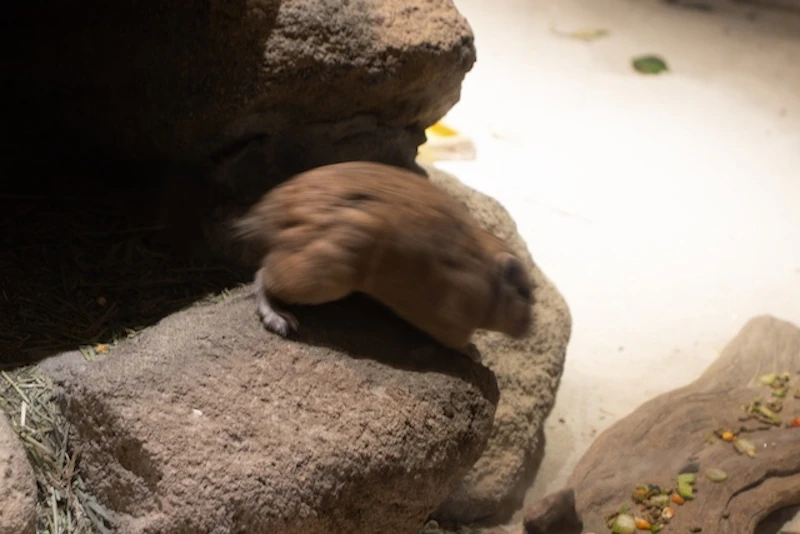 動きはとても素早い