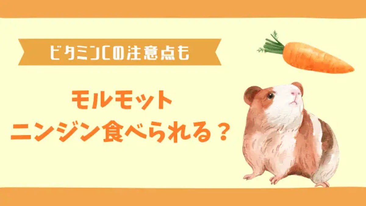 モルモットはニンジンを食べても大丈夫｜栄養素や注意すべき点を紹介のサムネイル画像