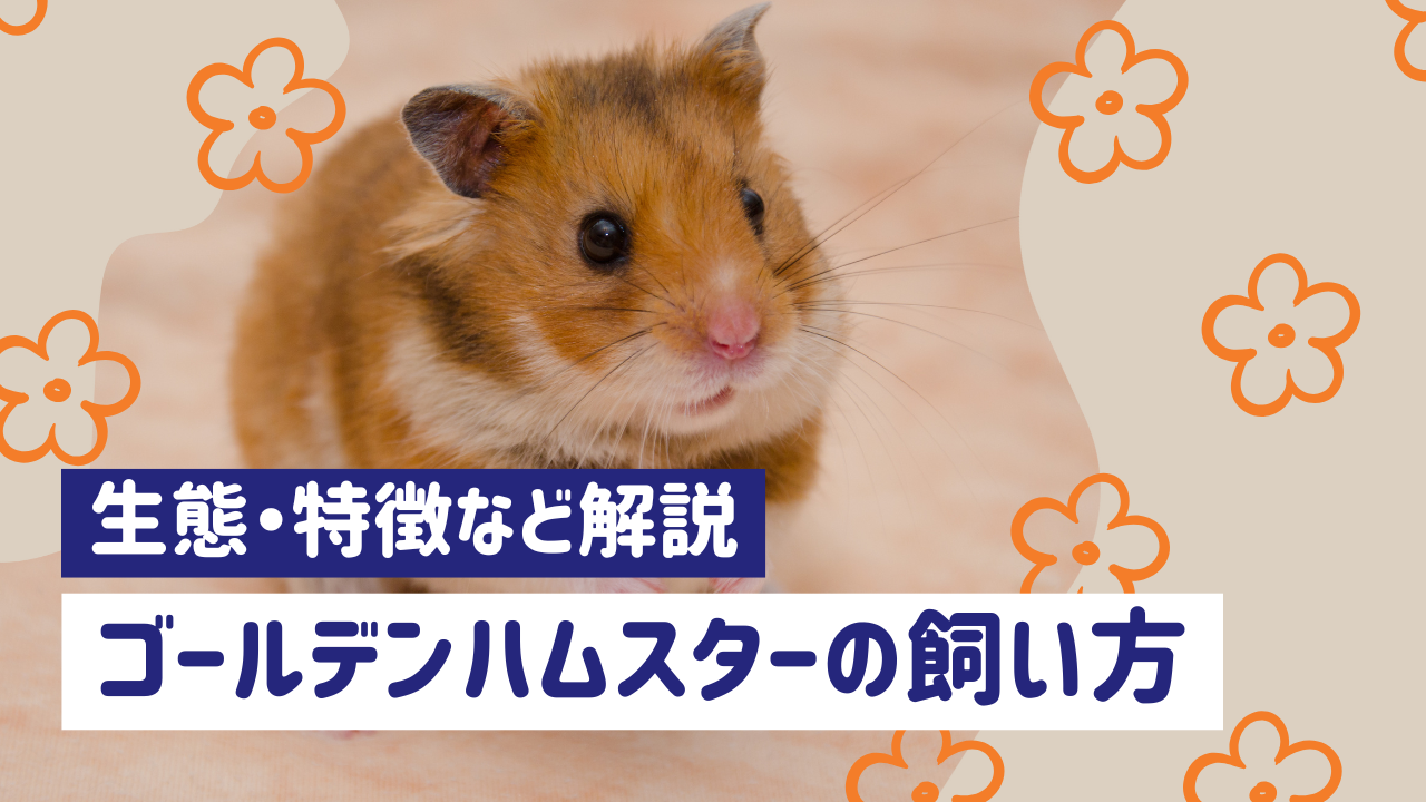 ゴールデンハムスターの特徴と飼い方完全ガイド｜初心者でも安心の育て方のコツ