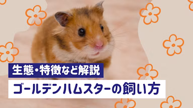 ゴールデンハムスターの特徴と飼い方完全ガイド|初心者でも安心の育て方のコツのサムネイル画像