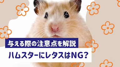 ハムスターにレタスは与えない方がいい？注意点・下痢を防ぐ与え方を解説のサムネイル画像