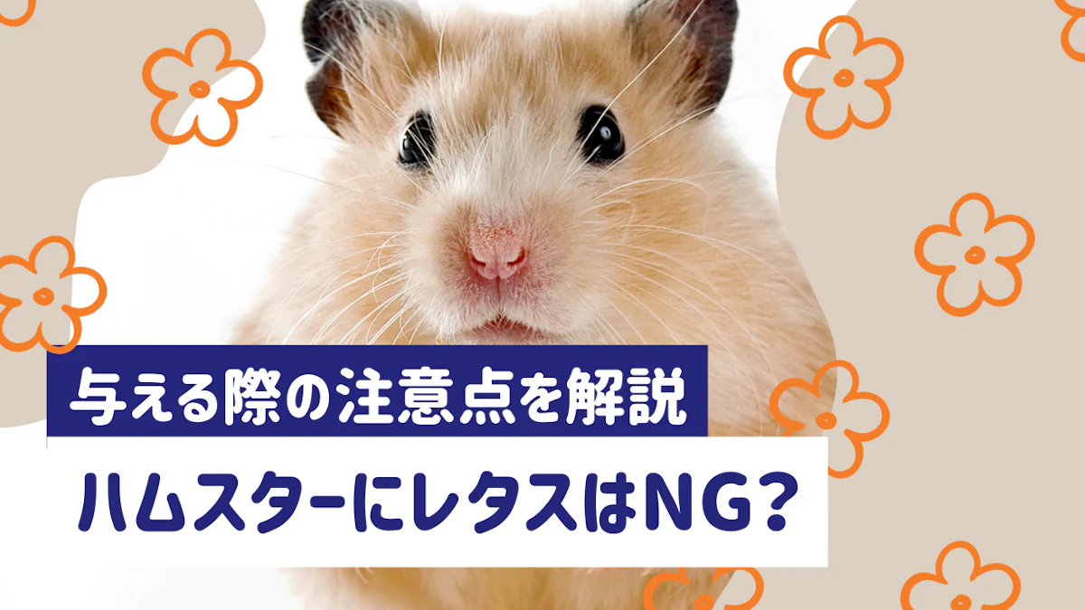 ハムスターにレタスは与えない方がいい?注意点・下痢を防ぐ与え方を解説のサムネイル画像