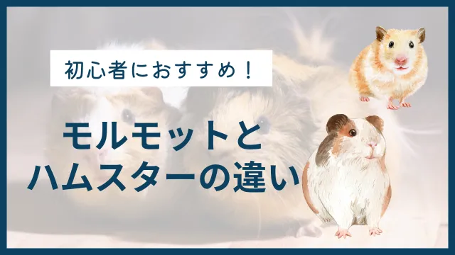 モルモットとハムスターの違いを解説｜初心者におすすめの小動物は？のサムネイル画像