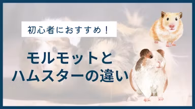 モルモットとハムスターの違いを解説｜初心者におすすめの小動物は？のサムネイル画像