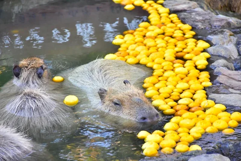 カピバラもゆず湯でうっとり