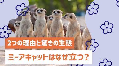ミーアキャットはなぜ立つ?かわいい立ち姿に隠された2つの理由と驚きの生態のサムネイル画像