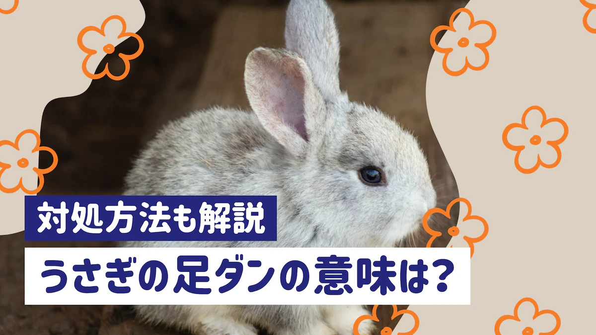 うさぎの「足ダン」は何の合図？不満や体調不良の見分け方と対処法のサムネイル画像
