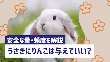 うさぎにりんごをあげていい？適量・与え方・注意点をわかりやすく解説のサムネイル画像