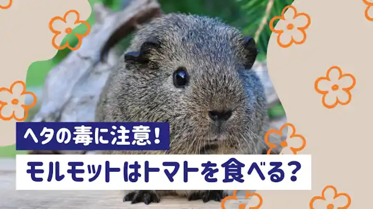 モルモットがトマトを食べるときは注意！ヘタの毒性と栄養素を解説のサムネイル画像