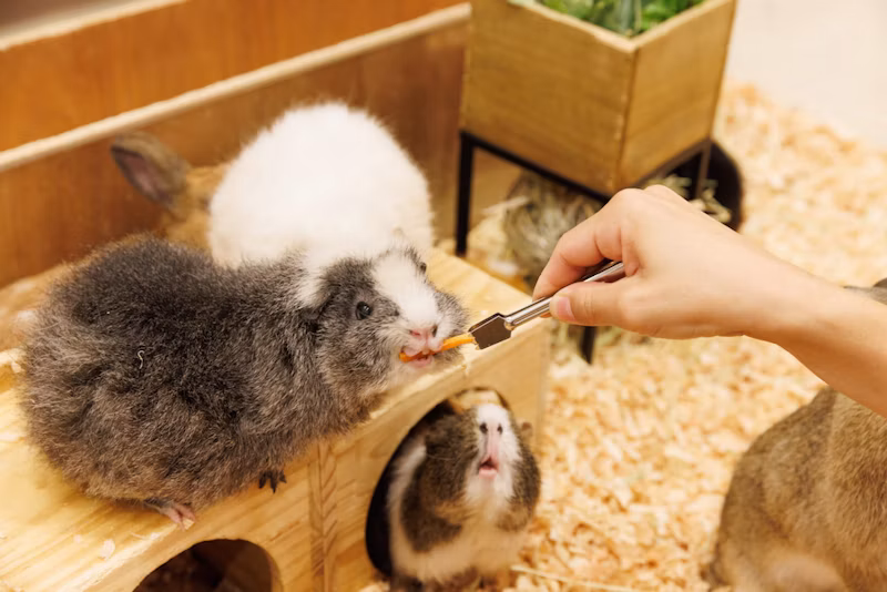 Moff animal cafe ららぽーと立川立飛店