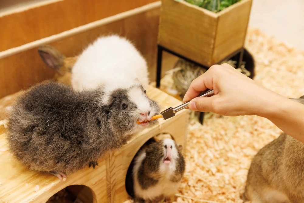 Moff animal cafe ららぽーと立川立飛店