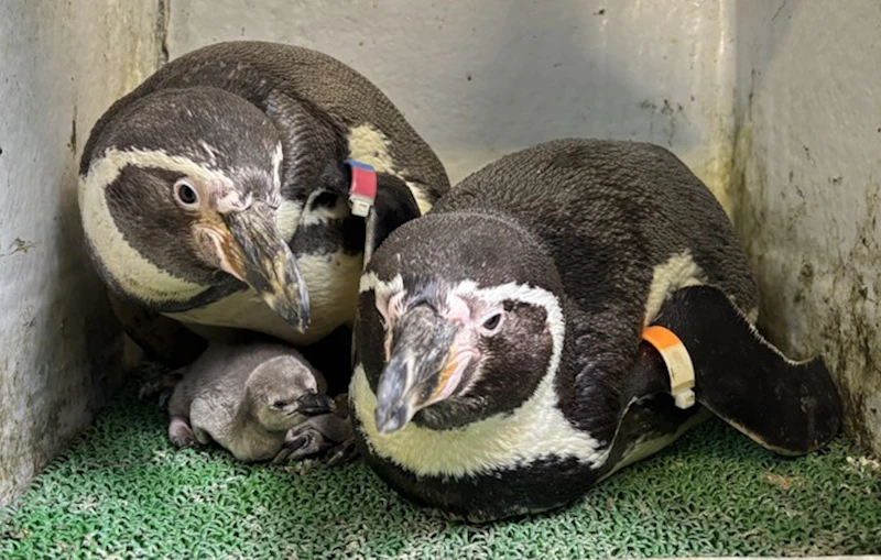 2025年5月に誕生したフンボルトペンギンのヒナ